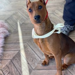 German Pinscher All Grown Up from Windamir German Pinschers