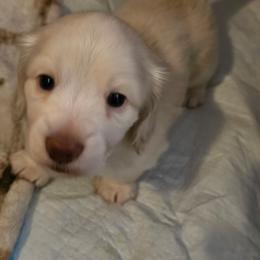 Falcor - Cream male Dachshund puppy in Lebanon, Oregon from Willow Moons Dachshunds