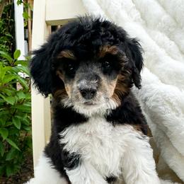 Australian Labradoodles, Cavapoos, Goldendoodles, Golden Mountain Doodles, and Poodles from Dawson's Royal Companions