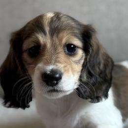 Dachshunds from Royal Dachshunds