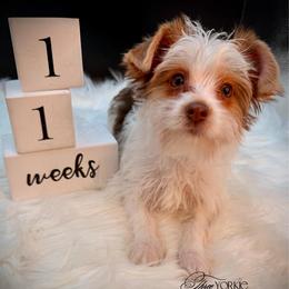 Chocolate Girl orange - Parti female Yorkshire Terrier puppy in Machesney Park, Illinois from Three Yorkie Family