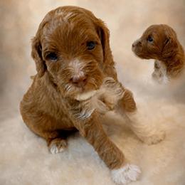 Rocket - Blue Collar - Apricot male Goldendoodle puppy in Huntsville, Alabama from Falcon Ridge Doodles