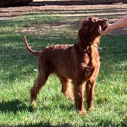 Donovan - Mahogany male Irish Setter puppy in La Veta, Colorado from Maxwell Irish Setters