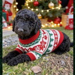 Orange 1400 - Black female Goldendoodle puppy in Salem, Oregon from Capital Doodles