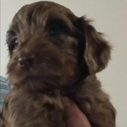 Cocoa - Merle female Cavapoo puppy in East Providence, Rhode Island from Marta's Cavaliers