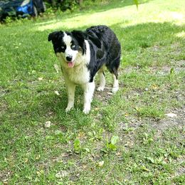 Coraline - Australian Shepherd