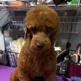 Whiskey - Poodle