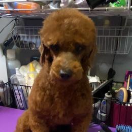 Whiskey - Poodle