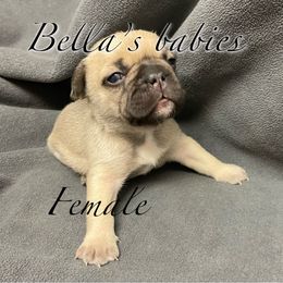 French Bulldog Puppies from Bella’s Babies