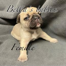French Bulldog Puppies from Bella’s Babies