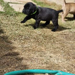 Cane Corso Puppies from Rosalez Kennel