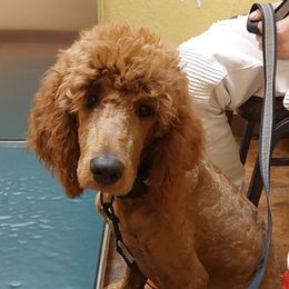 Goldendoodles, Golden Retrievers, and Poodles from Goldens With A Purpose