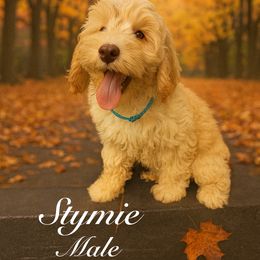 Stymie - Tri-color male Australian Labradoodle puppy in Eastover, North Carolina from Joyful Hearts Australian Labradoodles