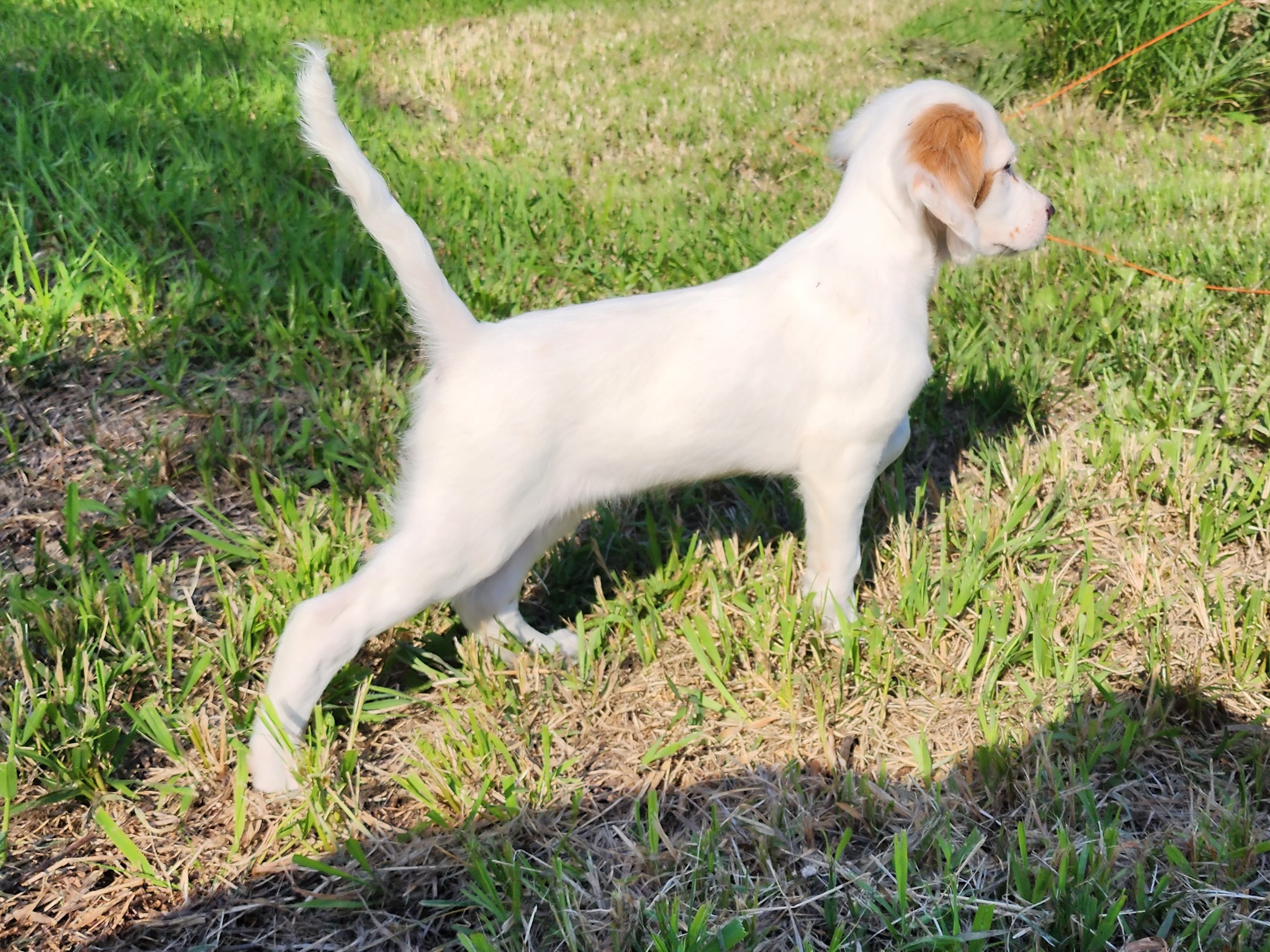 English Setter Puppies from Woodsway Kennel