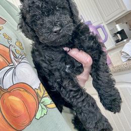 Poodle Puppies from Wanda Burton