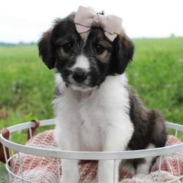 Summer - Sable female Bordoodle puppy in Ashland, Ohio from Cherry Blossom Doodles