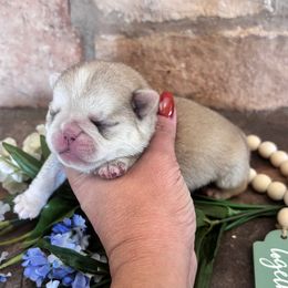 Green collar - Cream male Pug puppy in Tucson, Arizona from Furever Friends