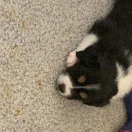 "Sold" Miniature American Shepherd Puppies from Tenley’s Miniature American Shepherds