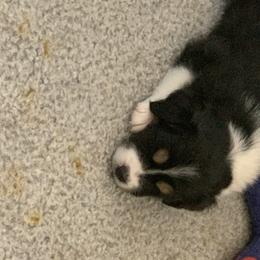 "Sold" Miniature American Shepherd Puppies from Tenley’s Miniature American Shepherds
