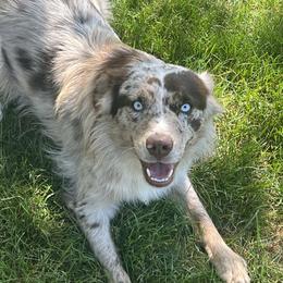 Aislin - Australian Shepherd
