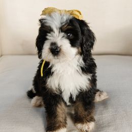 'Biscuit' Yellow Collar Female - Tri-color female Bernedoodle puppy in Kamas, Utah from A + E Farms