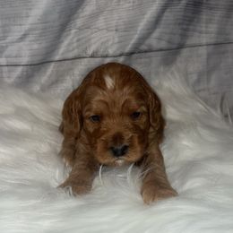 Girl 2 - Red female Cockapoo puppy in Colorado from Garrett Doodles
