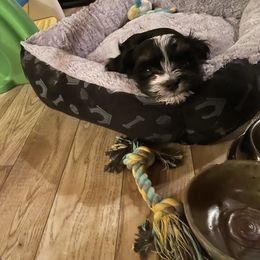 Havanese Puppies from Quickstep's Havanese