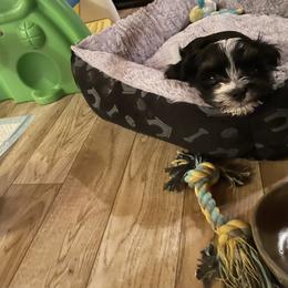 Havanese Puppies from Quickstep's Havanese