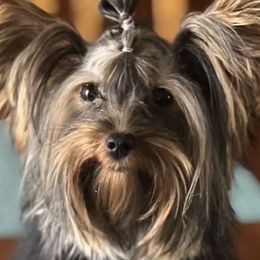 Petunia - Yorkshire Terrier