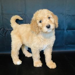 Goldendoodle Puppies from Doodles von Fletcher