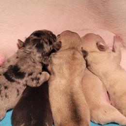 French Bulldogs from Diamond Trixies French Bulldogs
