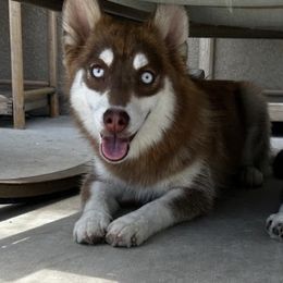 Phoebe - Red and white female Pomsky puppy in Riverside, California from LittleLoyalzLLC