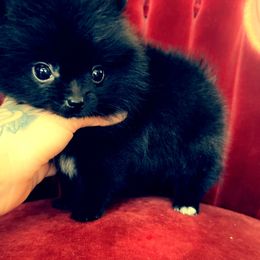 Pomeranian Puppies from A Sample Of Gods Love Kennels