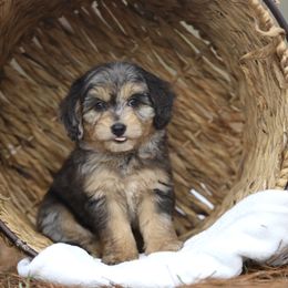 Aussiedoodle and Poodle Puppies from Cedar Wood Farms