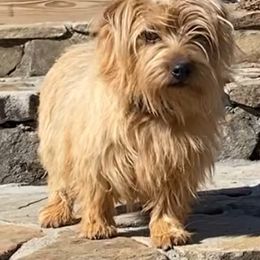 Kolache - Norfolk Terrier