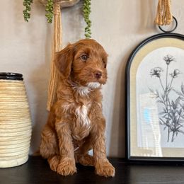 Boy - Red  male Goldendoodle puppy in Phoenix, Arizona from Doodles of the Desert