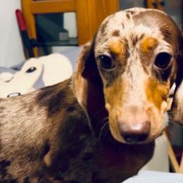 Delilah - Dachshund