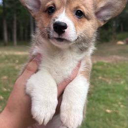 Drake - Sable male Pembroke Welsh Corgi puppy in Rolla, Missouri from 4A Corgis