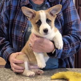 Sheldon - Red male Pembroke Welsh Corgi puppy in Godley, Texas from Chrismark