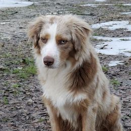 Miniature Australian Shepherds and Toy Australian Shepherds from North West Louisiana Aussies