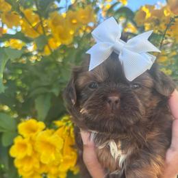 Ivy - Chocolate female Shih Tzu puppy in Avondale, Arizona from Riley Family Shih Tzus