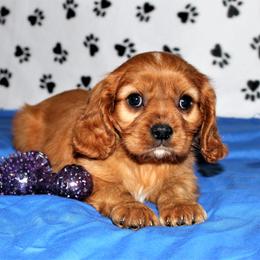Cavalier King Charles Spaniel, Cavapoo, and Cockapoo Puppies from Hunter's Puppies