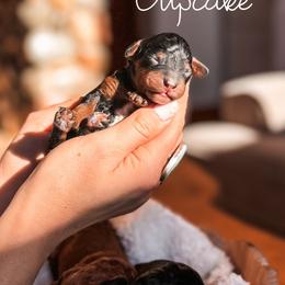Cupcake - Black and tan female Cavapoo puppy in Idaho Falls, Idaho from Freckle Paw Family