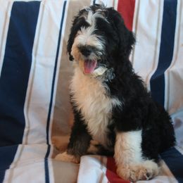 Aussiedoodle Puppies from Loving Doodle