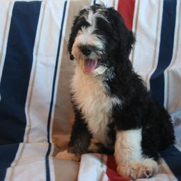 Aussiedoodle Puppies from Loving Doodle