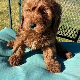 "Sparkler, female, available 6-30-22" Goldendoodle Puppies from OnlyGoldendoodles