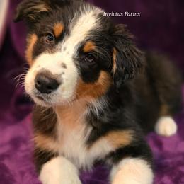 Atalanta - Black tri-color female Australian Shepherd puppy in Smithfield, Utah from Invictus Farms