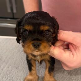 Frank - Red Boy - Black and tan male Cavalier King Charles Spaniel puppy in Little Rock, Arkansas from Montra Japanese Chin & Cavalier King Charles Spaniels