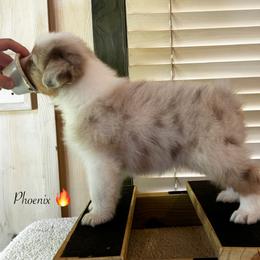 Phoenix - Red merle male Australian Shepherd puppy in Murrayville, Georgia from Mountain Ridge Aussies