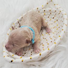 Miss Aqua - Apricot female Schnoodle puppy in Leitchfield, Kentucky from Eveleigh Acres Puppies